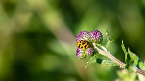 Dişi devedikeni taze tomurcuklarının üzerinde uyuyan tek sarı uğur böceği. Arka planda mavi çayırlar.