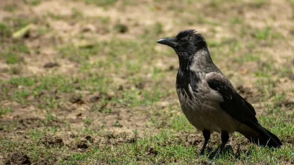 Kapüşonlu karga (Corvus cornix) yiyecek aramak için yerde yürüyor. Kumlu çim toprağı. Uzağa bakıyorum..