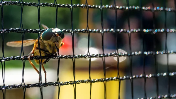 Przód Makro Zbliżenie Muchy Konnej Tkwi Czarnym Paintball Pole Netto — Zdjęcie stockowe