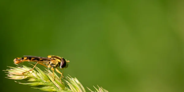 苍蝇停在草地的耳朵上 模糊的绿色草原背景 — 图库照片