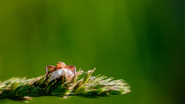 Beyaz koza üzerinde otların üzerinde oturan tek bir örümcek. Doğrudan kameraya bakıyorum. Bulanık yeşil arkaplan.