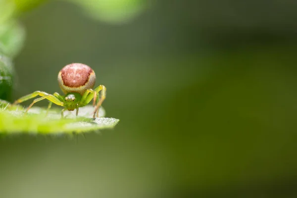 Jeden Zelený Pavouk Odpočívající Listí Lese Rozmazané Zelené Pozadí — Stock fotografie