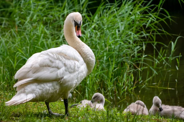 Yetişkin kuğu ördek yavrularına göz kulak oluyor. Orman göl tarafı..