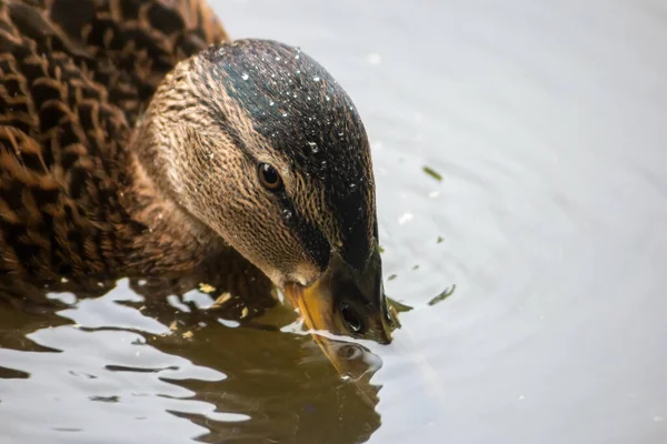 Clouseup Shot Female Mallard Duck Anas Platyrhynchos Looking Food Underwater — Stock Photo, Image