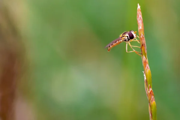 Hoverfly Reposant Sur Brin Herbe Fond Prairie Floue — Photo