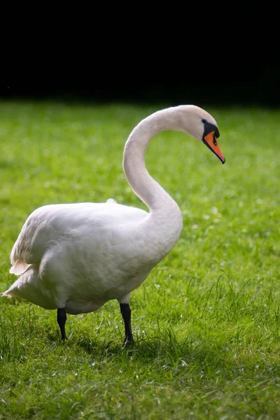 Otlakta büyük beyaz dilsiz kuğu (Cygnus olor). Arkaplanda koyu bulanık çalılar.