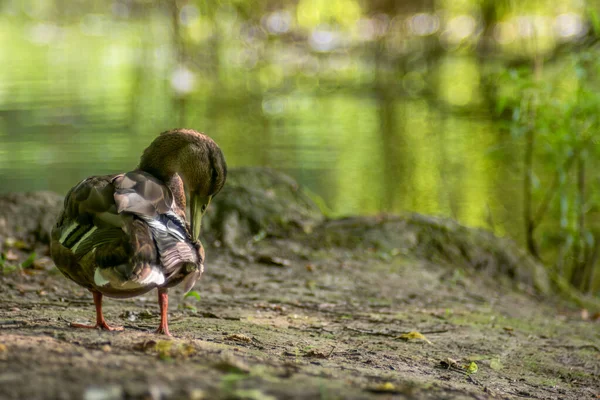 Joven Mallardo Limpiando Sus Plumas Lado Del Lago Lago Borroso —  Fotos de Stock