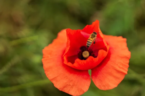 Tozlanan arı kırmızı gelincik çiçeği bırakıyor. Bulanık yeşil arkaplanda tek bir çiçek.