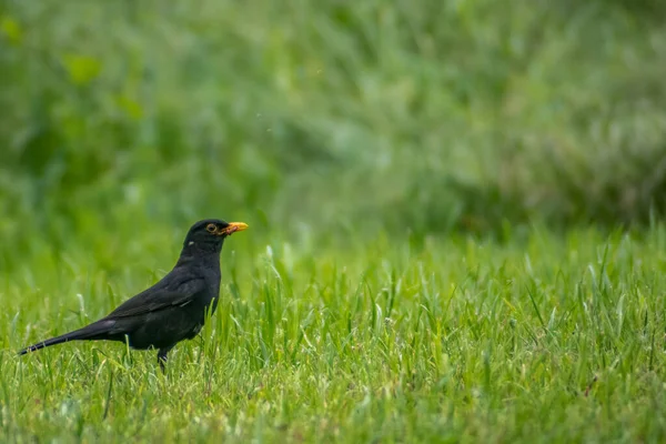 Erkek karatavuklar çayırlarda solucan arıyorlar..