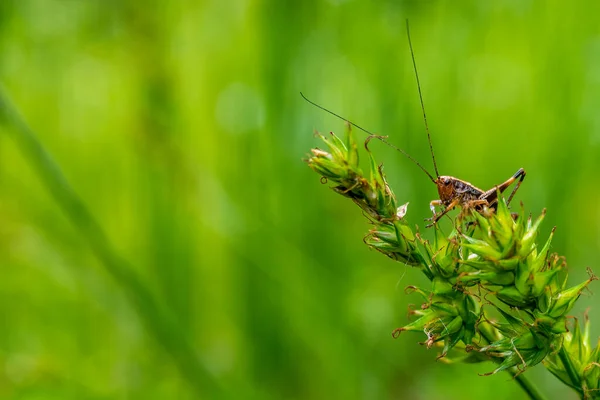一只蚱蜢栖息在草地上 模糊的草原背景 — 图库照片