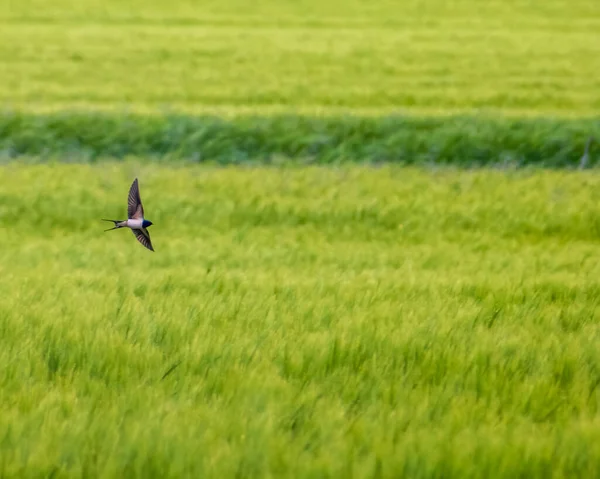 Singola Rondine Fienile Aleggia Sopra Campo Verde Delle Colture Primaverili — Foto Stock