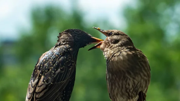 在喂食期间 灰雏鸟与它的父母共同生活在一起 — 图库照片