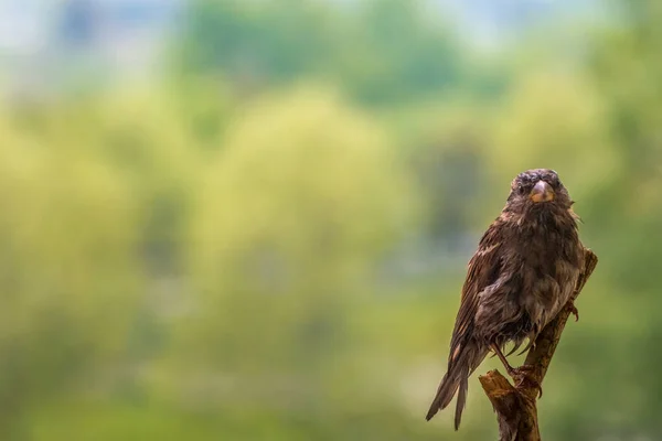 Αρσενικό Σπουργίτι Passer Domesticus Είναι Κάτω Από Υποκατάστημα Υγρά Φτερά — Φωτογραφία Αρχείου