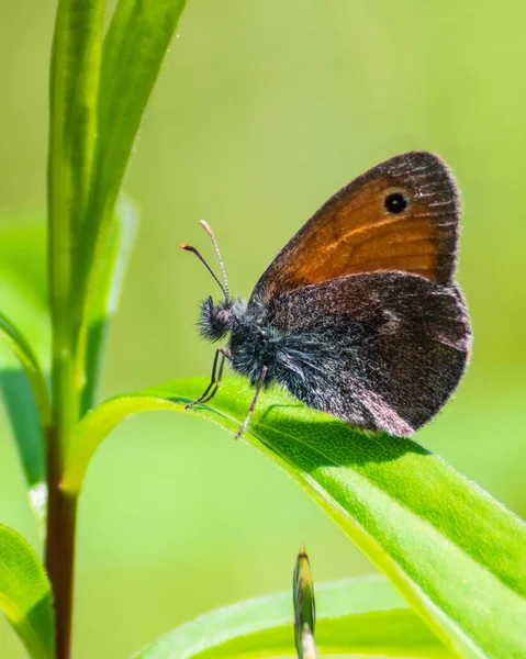 Jeden Motýl Zavřenými Křídly Sedí Trávě Rozmazané Zelené Travní Porosty Stock Obrázky