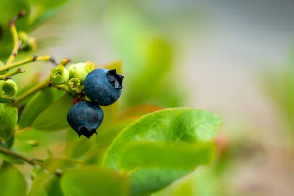 蓝莓生长在灌木丛中 有机种植园 模糊的背景 免版税图库照片
