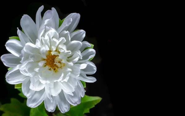 Yıldız çiçeğinin en güzel manzarası. Koyu sarı merkezde yarı şeffaf taç yaprakları yetişiyor. Çiçeğin etrafında küçük yeşil yapraklar. Kopya alanı olan dikey ekin. Siyah arkaplan.