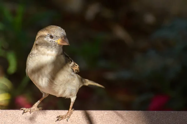 Ensamstående Vuxen Kvinna Hus Sparv Passer Domesticus Tittar Runt Det — Stockfoto