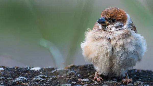 コンクリートの壁に座っている一本の若い木のスズメ Passer Montanus 冬の終わりや寒い夜の天候のために非常にふわふわのプルーム 暖まるために — ストック写真