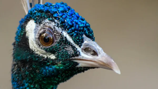 Gros Plan Tête Mâle Chouette Indienne Pavo Cristatus Grand Oeil — Photo