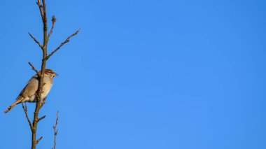 Dalın üzerinde oturan tek erkek serçe (Passer domesticus). Arka planda açık mavi gökyüzü. Kopyalama alanı olan dikey ekin.