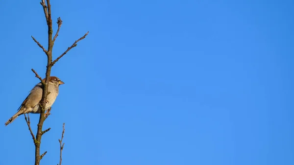 单只雄麻雀 Passer Domesticus 栖息在树枝上 背景是深蓝色的蓝天 具有复制空间的垂直作物 — 图库照片