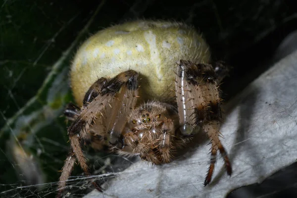 Yeşil yaprak barınağının altına gizlenmiş devasa bir örümcektir. Arka planda çapraz desenli devasa bir opizozom. Bahçedeki doğa yırtıcısı..