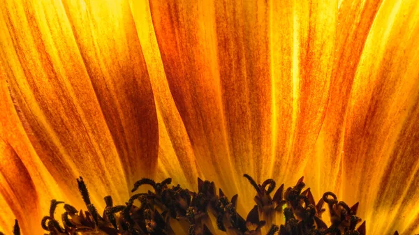 Ayçiçeğinin altın taç yapraklarına yakın çekim. Arı dostu bahçe bitkileri. Doğal soyutlama görüntüleri. Yatay mahsul.