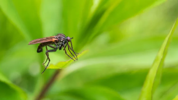 Petite Mouche Reposant Sur Brin Herbe Fond Brouillé Des Prairies — Photo