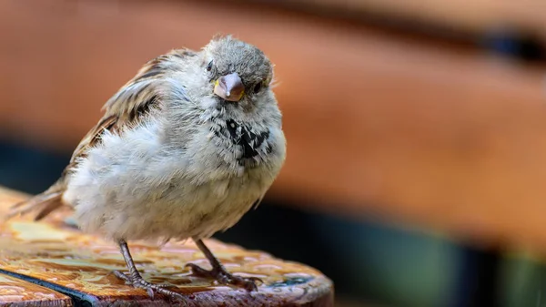 单只家养麻雀 Passer Domesticus 背景模糊 由于冬季关闭和晚上天气寒冷 羽毛蓬松 想暖暖身子 — 图库照片