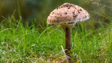 Bir büyük şemsiye mantarı (Macrolepiota procera). Yenilebilir mantar yemek malzemesi. Bulanık çayır arkaplanı