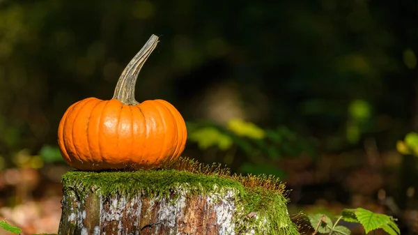 Yosun kaplı ağaç kütüğünün üzerinde duran portakallı küçük bir kabak. Karanlık, bulanık orman geçmişi. Ormanda sonbahar renkleri.