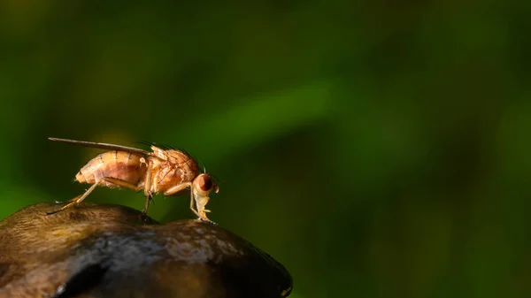 Şemsiye mantarlarından (Macrolepiota procera) beslenen sineğin uç makro görüntüsü. Mantar kapağı siyah sıvıya dönüştü ve şimdi eriyip koyu yeşil orman arka planına damlıyor..