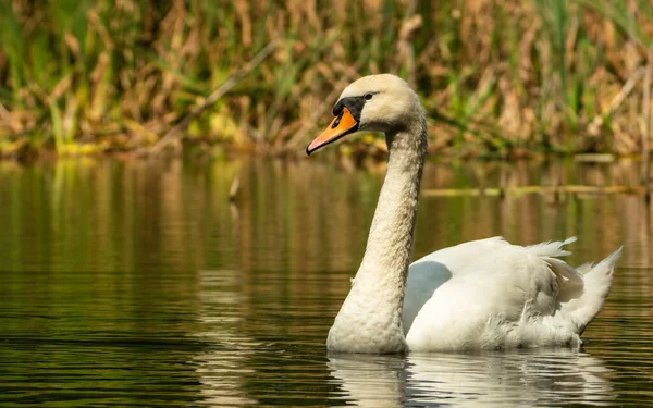 Yetişkin dilsiz kuğu (Cygnus olor), orman göletinde yavaşça yüzer ve bölgesini korur. Altın saat güneş ışınları sıcak atmosfer yaratır. Bulanık sazlıklar arka plan