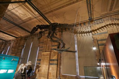 Doğa Tarihi Müzesi 'nin iç manzarası. 188 yılında kurulan müze, dünyanın dört bir yanından 80 milyon ürün ve türe ev sahipliği yapıyor. Londra, İngiltere, Birleşik Krallık.