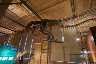 Doğa Tarihi Müzesi 'nin iç manzarası. 188 yılında kurulan müze, dünyanın dört bir yanından 80 milyon ürün ve türe ev sahipliği yapıyor. Londra, İngiltere, Birleşik Krallık.