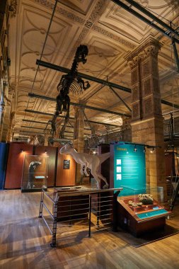 Doğa Tarihi Müzesi 'nin iç manzarası. 188 yılında kurulan müze, dünyanın dört bir yanından 80 milyon ürün ve türe ev sahipliği yapıyor. Londra, İngiltere, Birleşik Krallık.