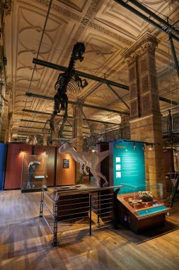 Doğa Tarihi Müzesi 'nin iç manzarası. 188 yılında kurulan müze, dünyanın dört bir yanından 80 milyon ürün ve türe ev sahipliği yapıyor. Londra, İngiltere, Birleşik Krallık.