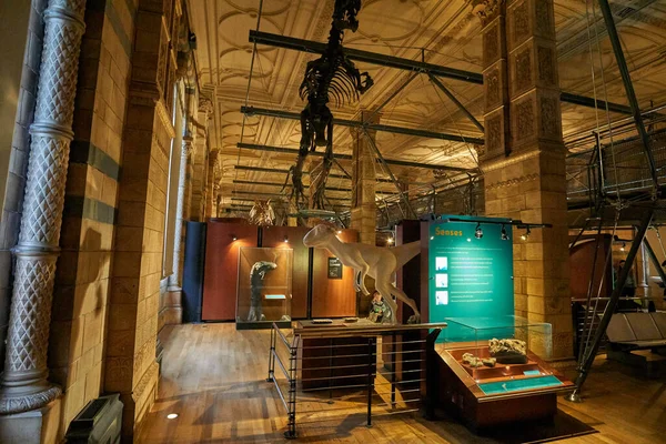 Interior View Natural History Museum Established 188 Museum Houses Million — Stock Photo, Image