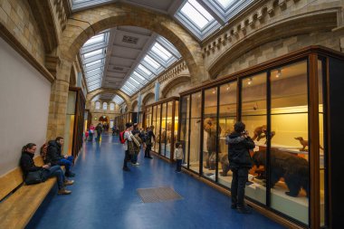 Doğa Tarihi Müzesi 'nin iç manzarası. 188 yılında kurulan müze, dünyanın dört bir yanından 80 milyon ürün ve türe ev sahipliği yapıyor. Londra, İngiltere, Birleşik Krallık.