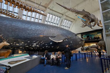 Doğa Tarihi Müzesi 'nin iç manzarası. 188 yılında kurulan müze, dünyanın dört bir yanından 80 milyon ürün ve türe ev sahipliği yapıyor. Londra, İngiltere, Birleşik Krallık.