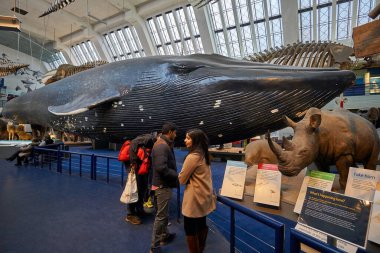 Doğa Tarihi Müzesi 'nin iç manzarası. 188 yılında kurulan müze, dünyanın dört bir yanından 80 milyon ürün ve türe ev sahipliği yapıyor. Londra, İngiltere, Birleşik Krallık.