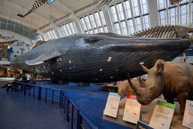 Doğa Tarihi Müzesi 'nin iç manzarası. 188 yılında kurulan müze, dünyanın dört bir yanından 80 milyon ürün ve türe ev sahipliği yapıyor. Londra, İngiltere, Birleşik Krallık.