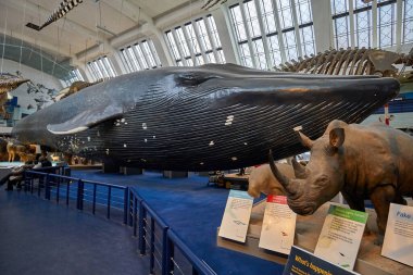 Doğa Tarihi Müzesi 'nin iç manzarası. 188 yılında kurulan müze, dünyanın dört bir yanından 80 milyon ürün ve türe ev sahipliği yapıyor. Londra, İngiltere, Birleşik Krallık.
