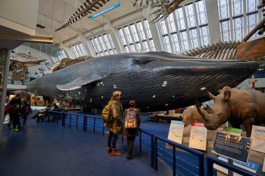 Doğa Tarihi Müzesi 'nin iç manzarası. 188 yılında kurulan müze, dünyanın dört bir yanından 80 milyon ürün ve türe ev sahipliği yapıyor. Londra, İngiltere, Birleşik Krallık.