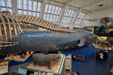 Doğa Tarihi Müzesi 'nin iç manzarası. 188 yılında kurulan müze, dünyanın dört bir yanından 80 milyon ürün ve türe ev sahipliği yapıyor. Londra, İngiltere, Birleşik Krallık.