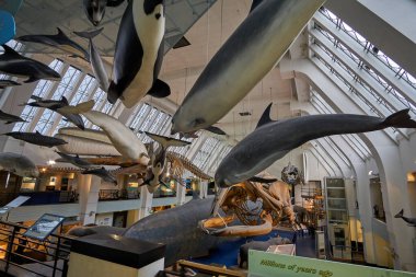 Doğa Tarihi Müzesi 'nin iç manzarası. 188 yılında kurulan müze, dünyanın dört bir yanından 80 milyon ürün ve türe ev sahipliği yapıyor. Londra, İngiltere, Birleşik Krallık.