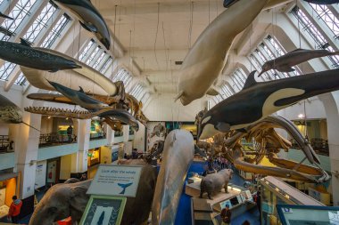 Doğa Tarihi Müzesi 'nin iç manzarası. 188 yılında kurulan müze, dünyanın dört bir yanından 80 milyon ürün ve türe ev sahipliği yapıyor. Londra, İngiltere, Birleşik Krallık.