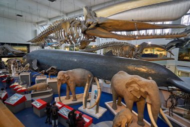 Doğa Tarihi Müzesi 'nin iç manzarası. 188 yılında kurulan müze, dünyanın dört bir yanından 80 milyon ürün ve türe ev sahipliği yapıyor. Londra, İngiltere, Birleşik Krallık.
