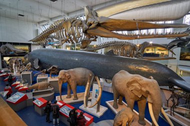 Doğa Tarihi Müzesi 'nin iç manzarası. 188 yılında kurulan müze, dünyanın dört bir yanından 80 milyon ürün ve türe ev sahipliği yapıyor. Londra, İngiltere, Birleşik Krallık.