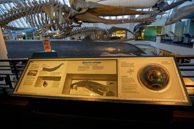 Doğa Tarihi Müzesi 'nin iç manzarası. 188 yılında kurulan müze, dünyanın dört bir yanından 80 milyon ürün ve türe ev sahipliği yapıyor. Londra, İngiltere, Birleşik Krallık.